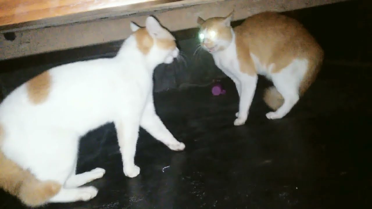 It's so much fun to watch cat fights. funny cat videos #doreme_sweets_cat    @doremesweetscat