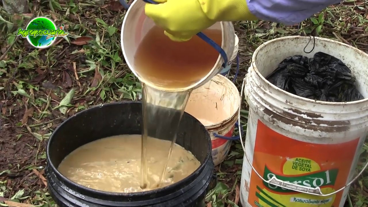 ACTIVACIÓN DE CEPAS DE MICROORGANISMOS EFICIENTES PARA EL CULTIVO DE CAFÉ.