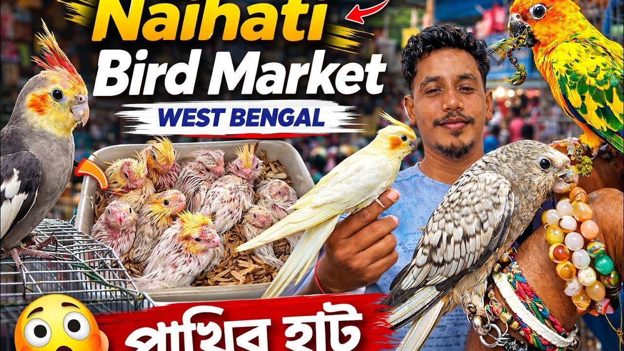 250 টাকায় Finch পাখির নতুনত্ব কালেকশন 😱💥|| Naihati Pakhir Hat || 28/2/2026