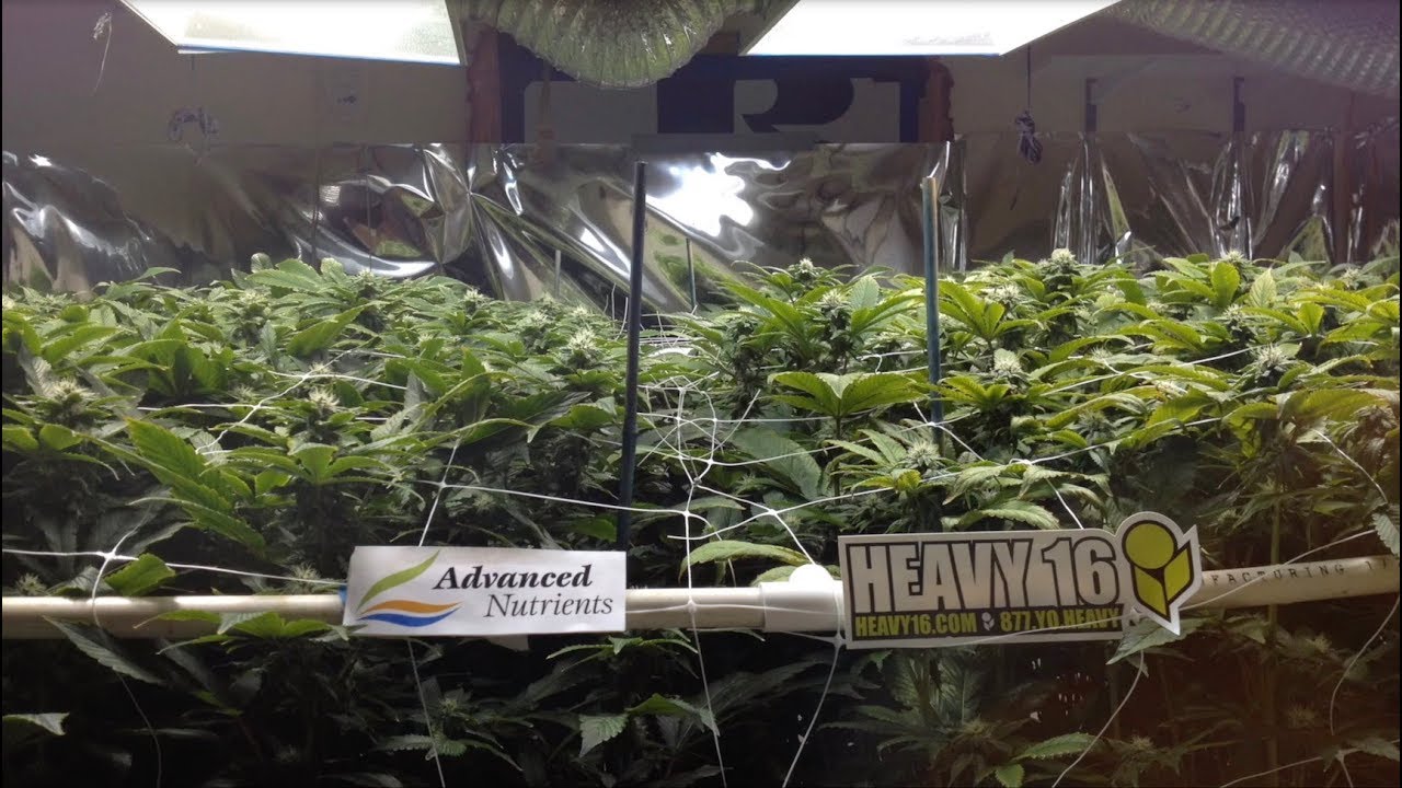 Advanced Nutrients vs Heavy 16 The Great Grow Off side by side, Match 1 - Episode 2