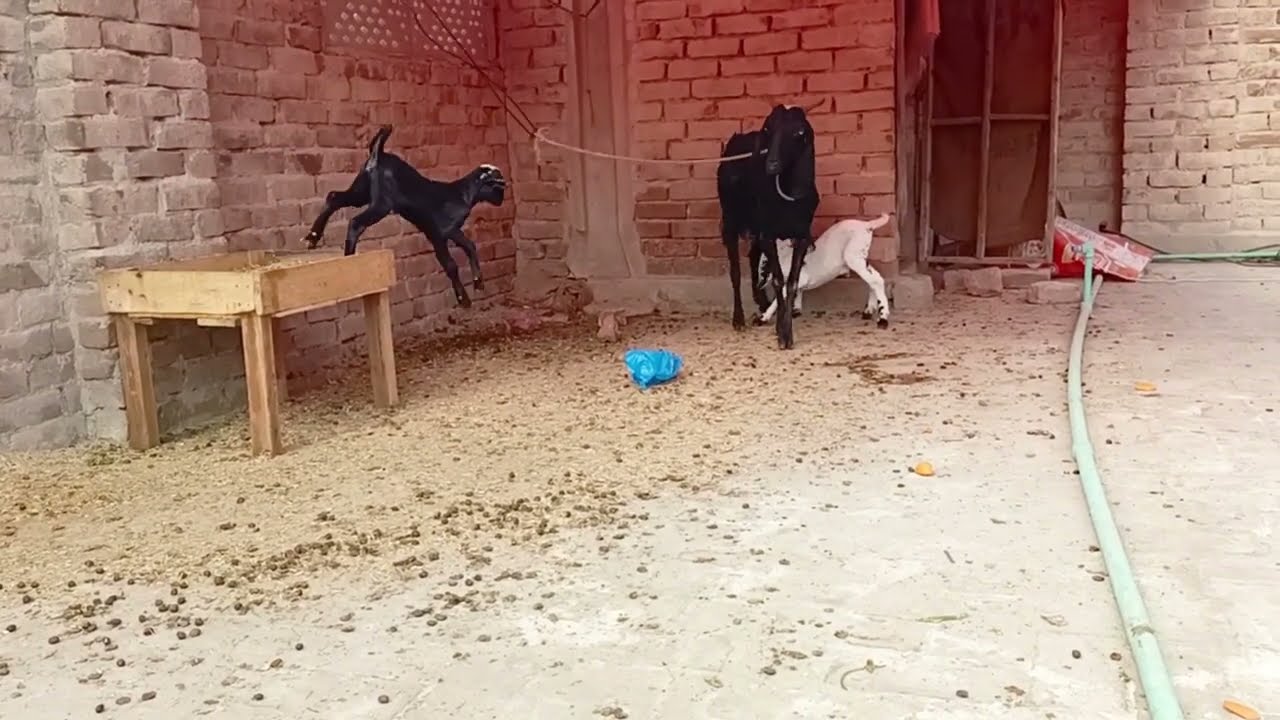 Bakri kay bachay Pani nahi pe rahay is ka koi Hal hai #animal #goat #goatfarming #viral 