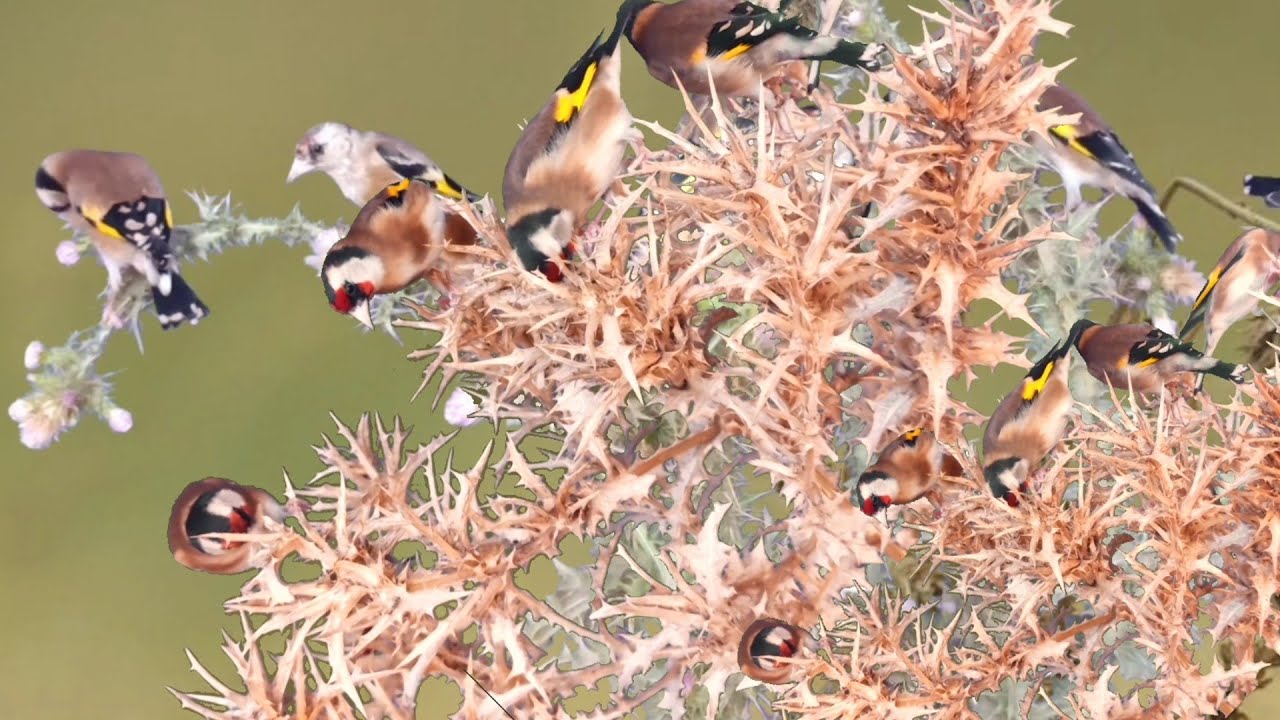 بتبتة وستستة جماعية فتاكة للحسون رهيبة في علاج صمت الحسون بتبتة حسون الشوك goldfinch