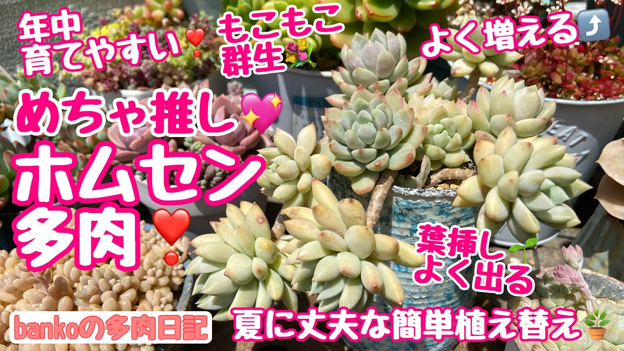 【多肉日記#252】夏も育てやすい☀️ホムセン多肉🌿群生してよく増える❣️葉挿しもよく出る🌱楽しいライラックミスト💜ダイソー鉢に新しい丼作り🆕🪣