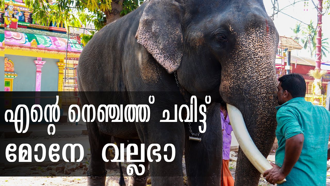 Gajarajan Vallabhan | ഒടുവിൽ ആ സ്നേഹത്തിന് മുന്നിൽ മുട്ടുമടക്കി വല്ലഭൻ ! | Lemon Media