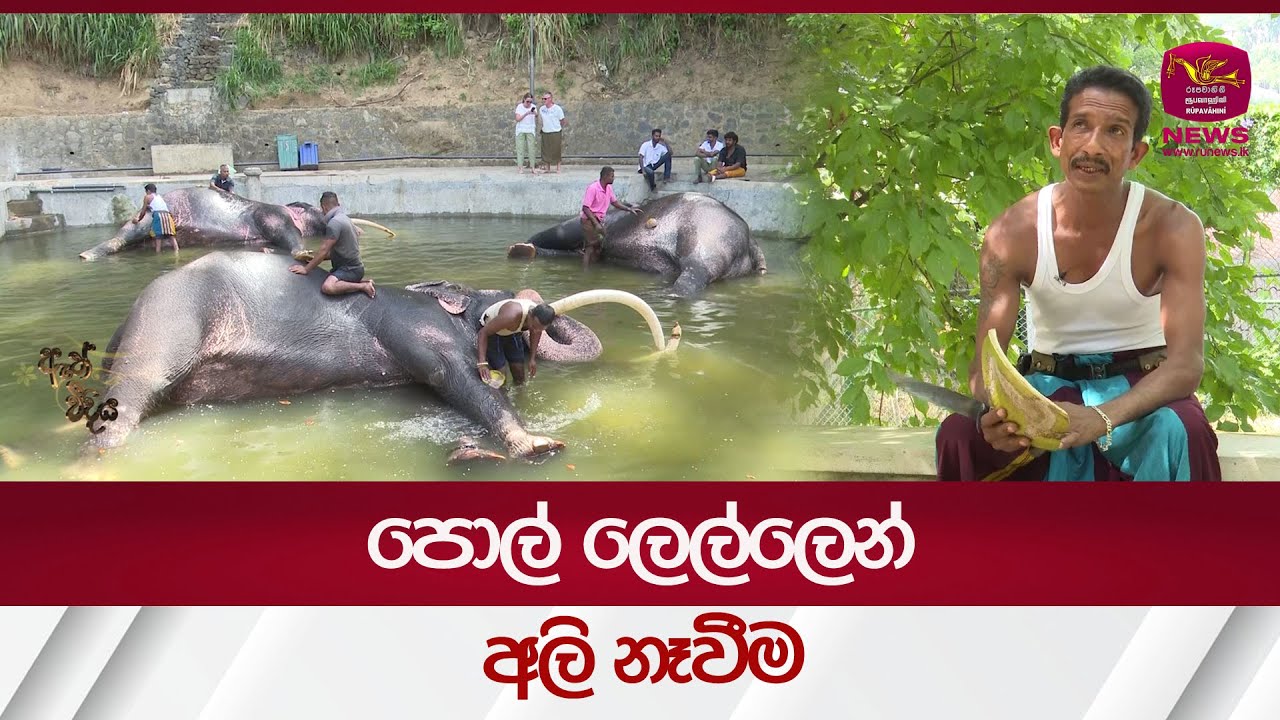 පොල් ලෙල්ලෙන් අලි නෑවීම| Elephant | Rupavahini News