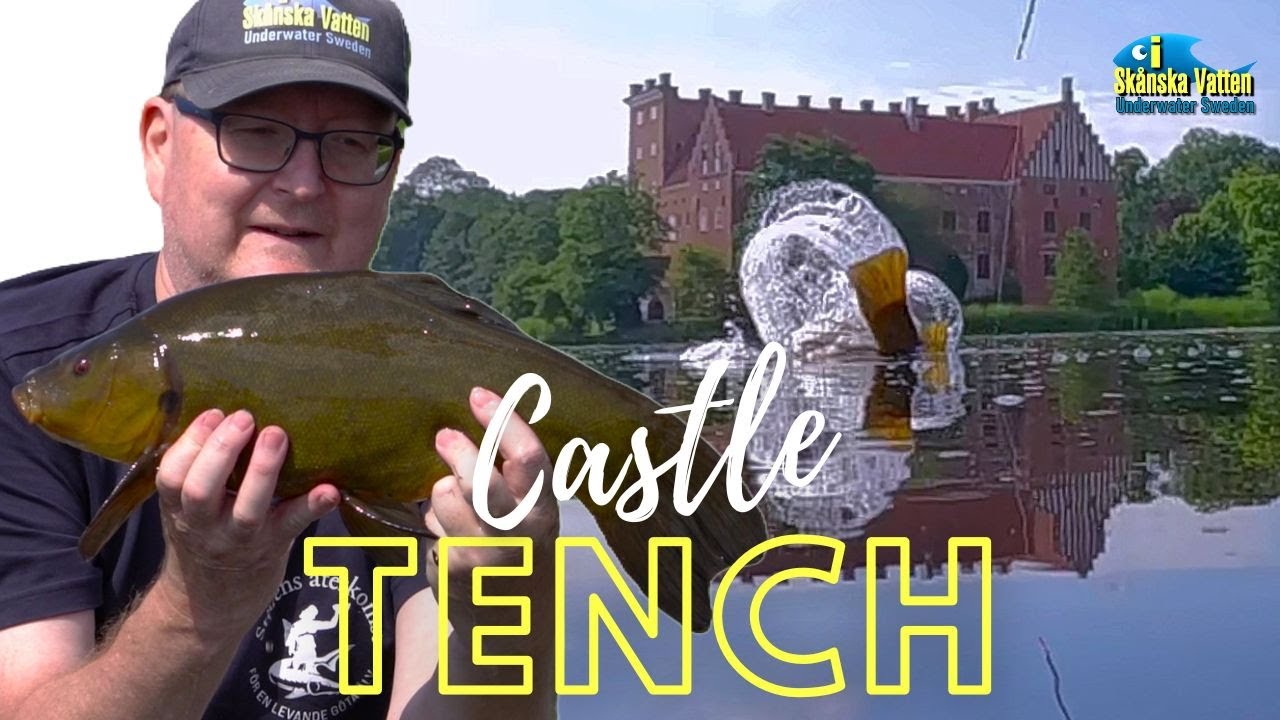 Castle Tench  #tenchfishing #sutare #tenchfishingvideo