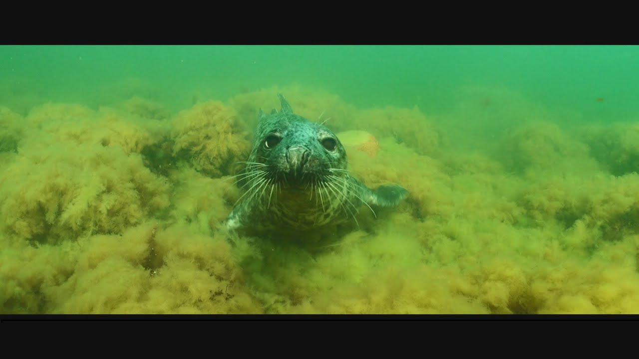 Discover Vilsandi National Park in Estonia