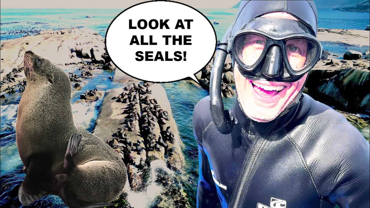 I Can't Believe How Many SEALS There Are at Seal Island, South Africa! Part 2