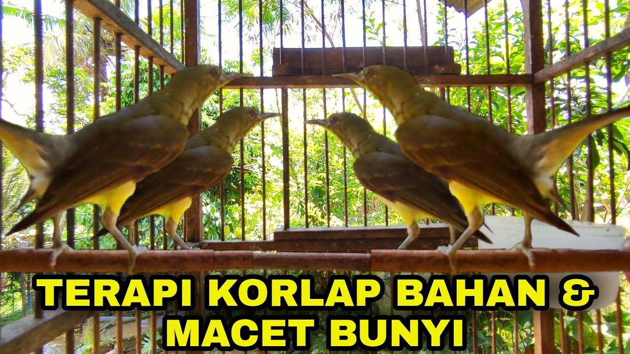 KOLIBRI KELAPA TROTOL GACOR NGALAS BONGKAR ISIAN