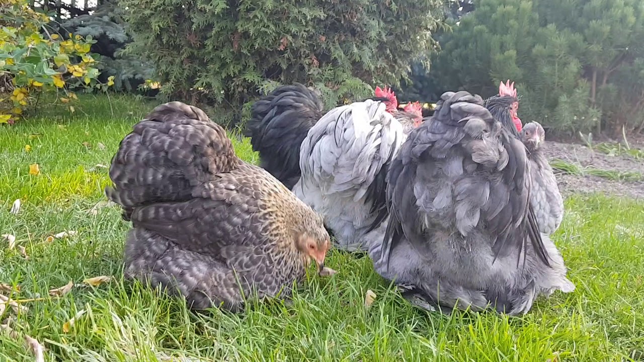 Wybrańcy na wystawę w Lipnie 2019. Kury rasa Karzełek Kochin.