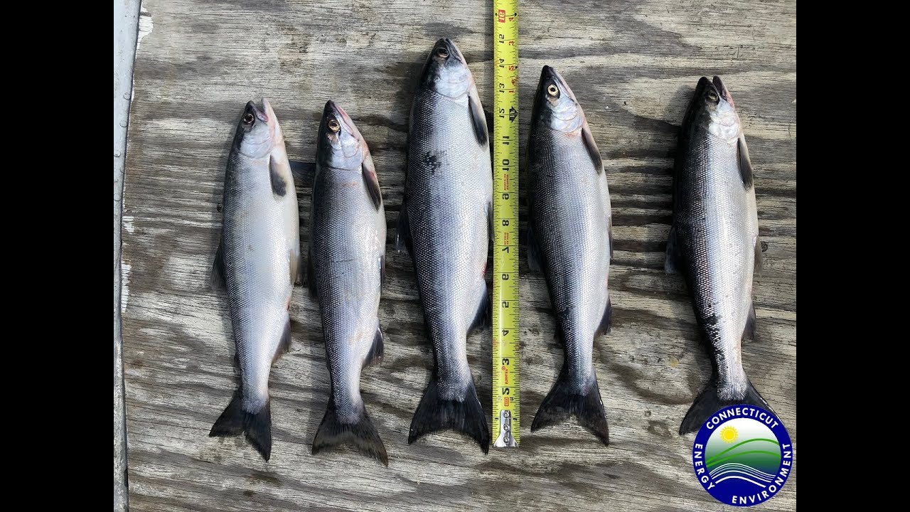 Kokanee Salmon Fishing – Trolling in West Hill Pond