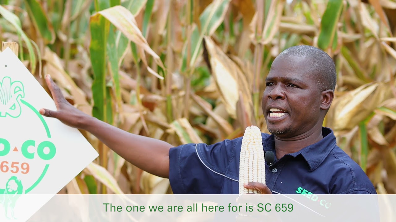 MARAHWA, CHEGUTU FIELD DAY HIGHLIGHTS