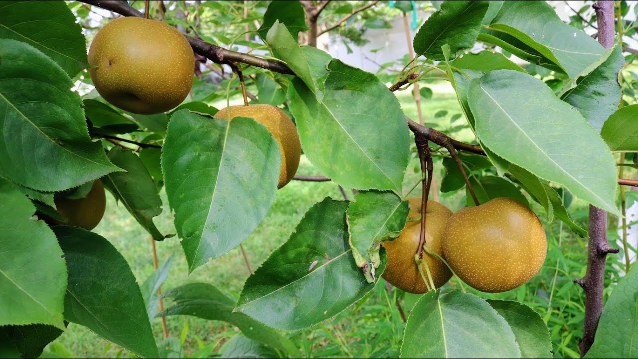 This Asian Pear Tastes like Cotton Candy