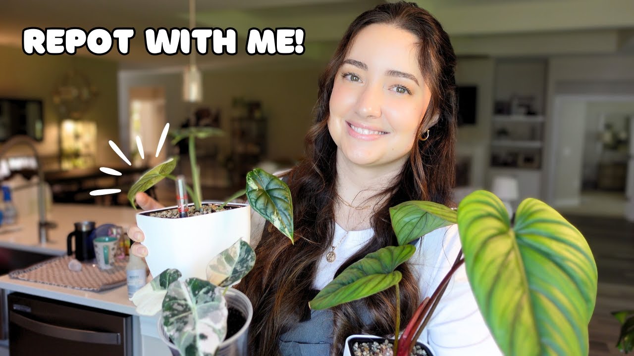 Variegated Alocasia & Philodendron | Transitioning to Lechuza Pon & Moss Pole Redo 🌿