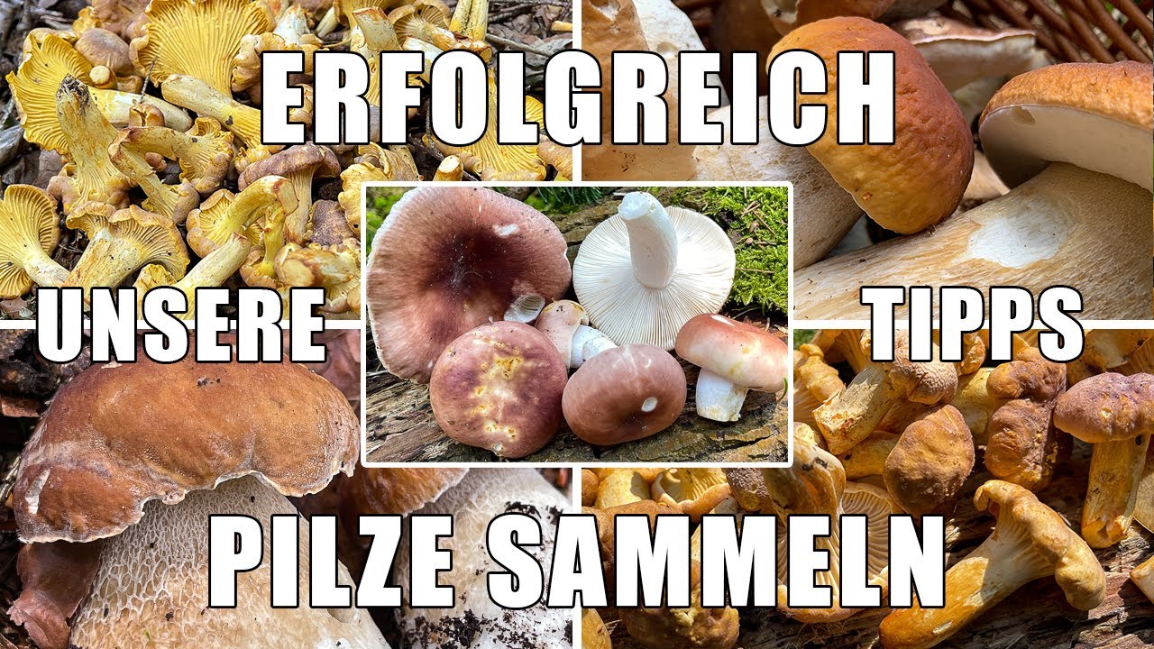 Erfolgreich Pilze sammeln | Hilfreiche Tipps f&uuml;r den Start in die Welt der Speisepilze