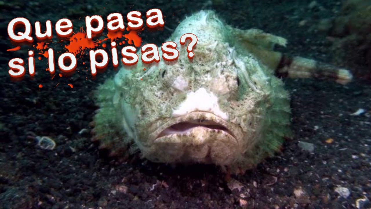&iquest;Qu&eacute; pasa si te PICA o PISAS al PEZ PIEDRA? #GatiCuriosos