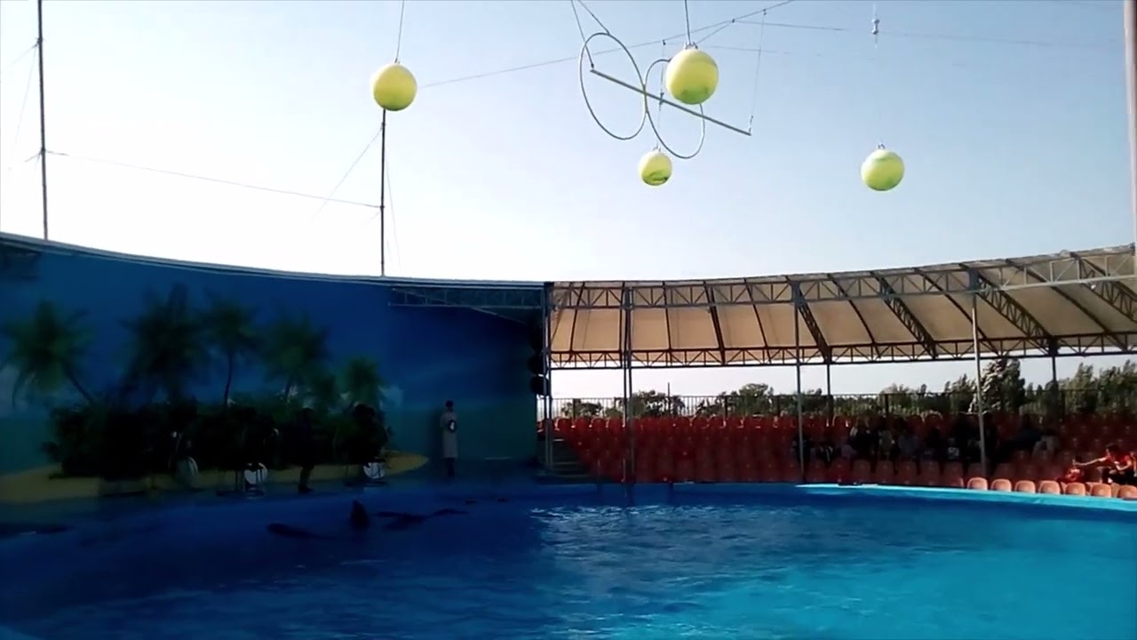 Представление в дельфинарии "Немо" 2021 г.