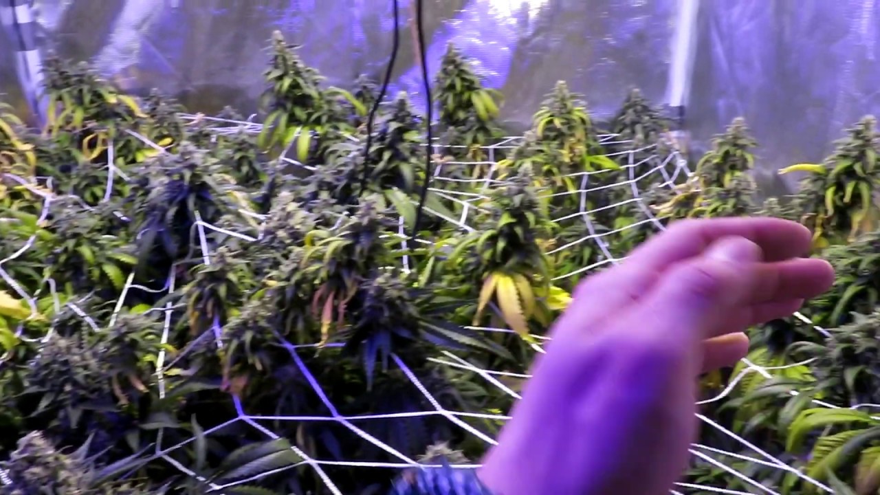 OGeez: Near Harvest Amnesia Haze