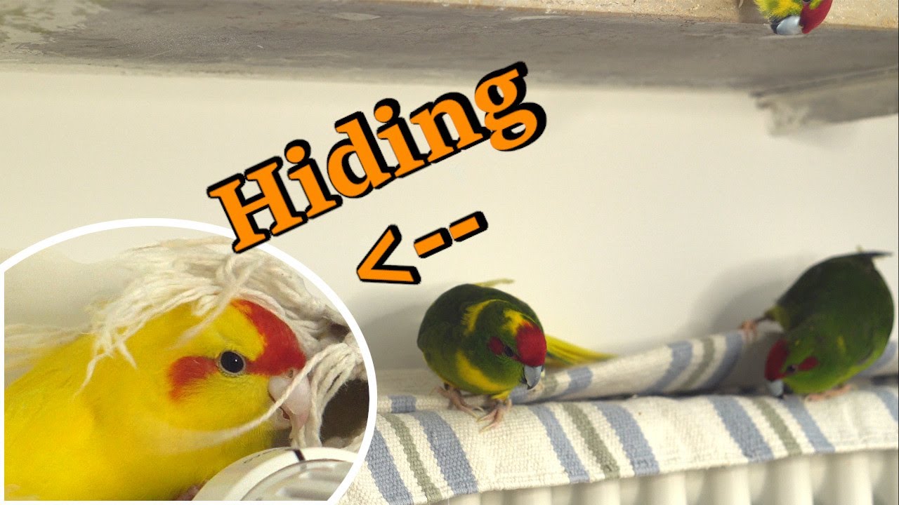 Kakariki - In search of a hiding space
