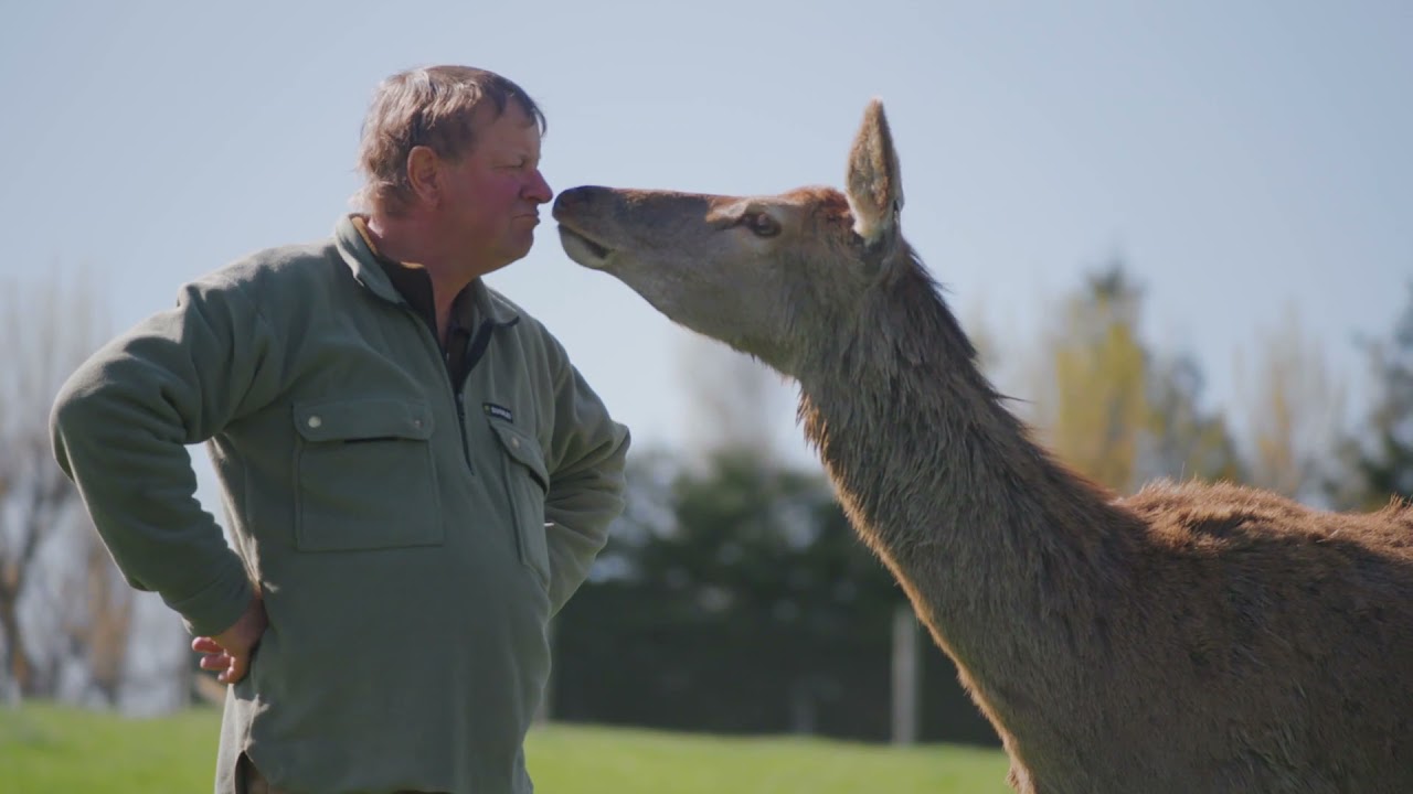 Pāmu Deer milk
