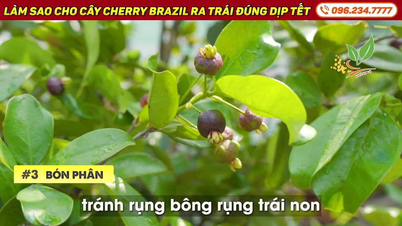 Làm sao cho cây Cherry Brazil ra trái đúng dịp Tết | 096 234 7777
