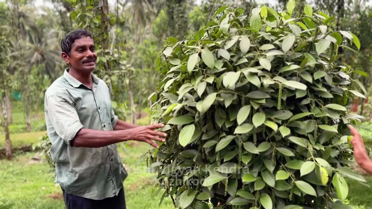 Innovative way of  Pepper Growing on stone standard by Mr Antony, Kurachundu