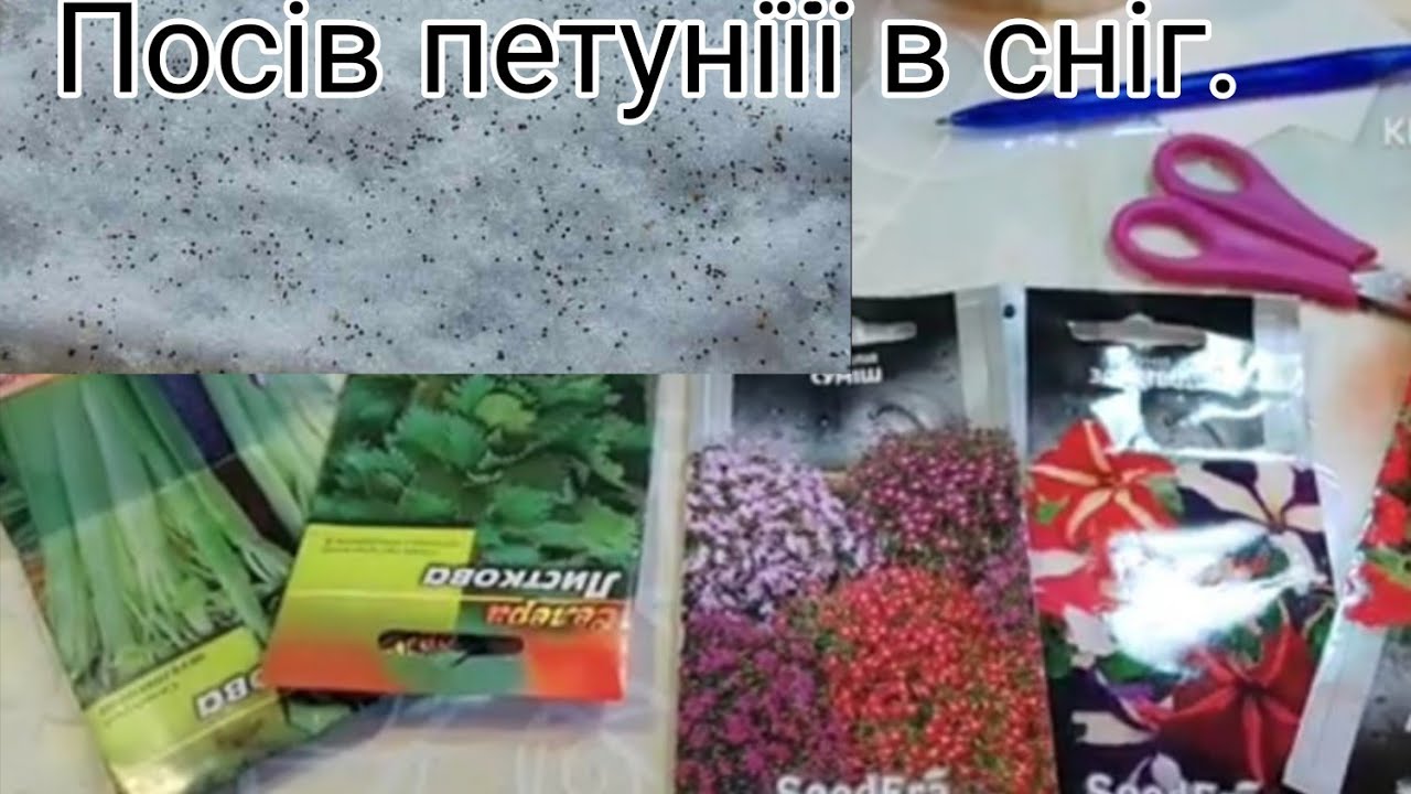 СІЮ ПЕТУНІЮ🌺 І ЛОБЕЛІЮ В СНІГ💭. СПОСІБ, ЯКИЙ ПРАЦЮЄ. ПРОВІРЕНО.