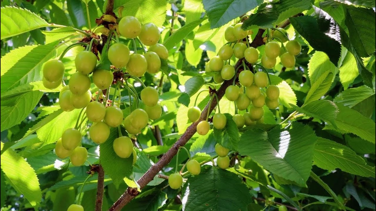 My Cherry Harvest | How I'm Dealing with Brown Rot & Plum Cucurlio