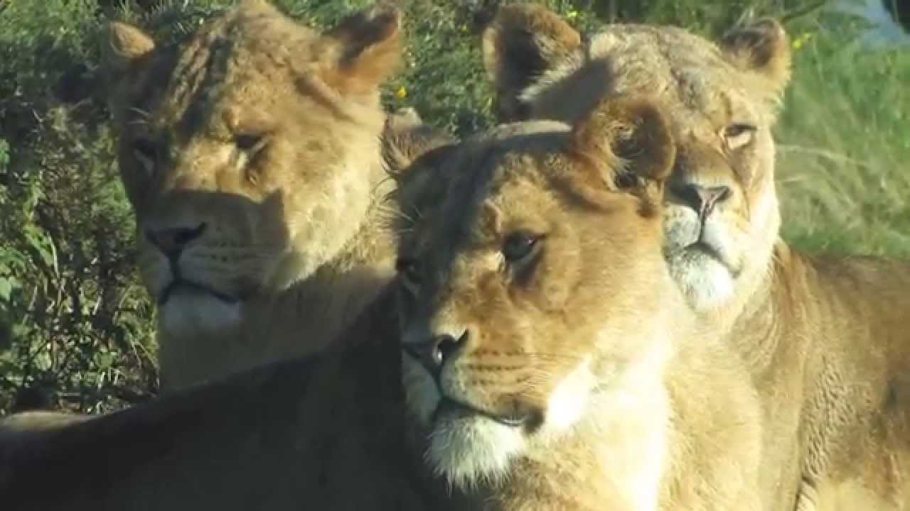 African Lions licking at West Midlands Safari Park