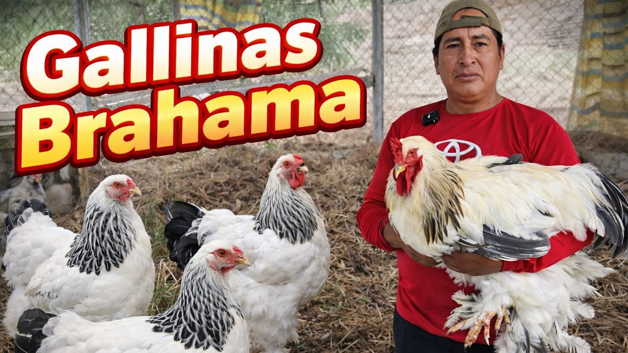 Nuevo corral para mis gallinas brahma  ¡Así quedó!