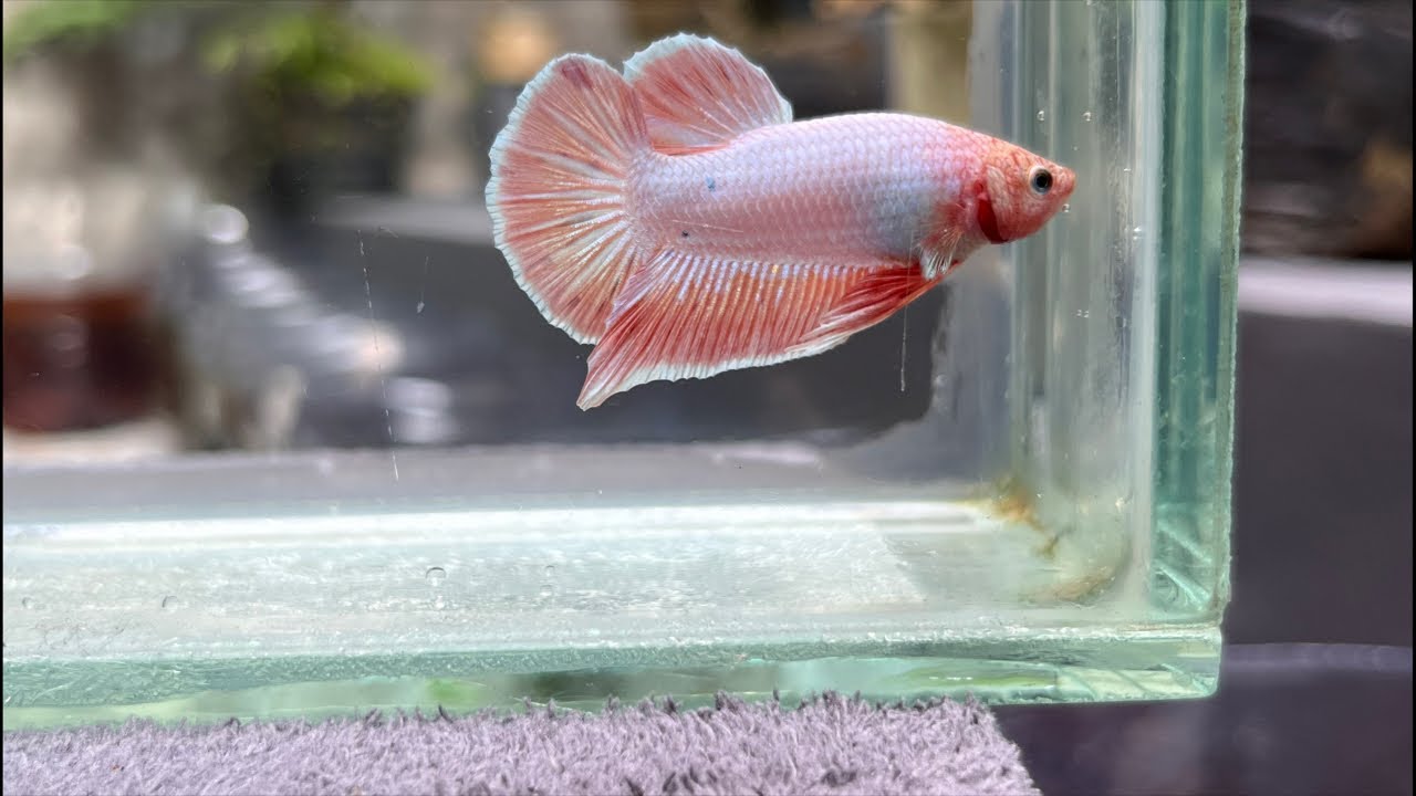 Cupang Pink Plakat