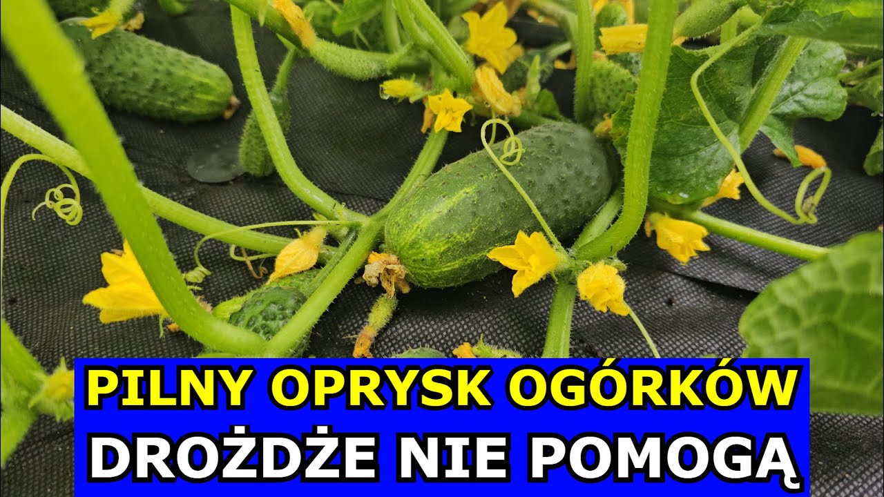 Natychmiast Oprysk Og&oacute;rk&oacute;w. Drożdże NIE POMOGĄ. Czym pryskać Og&oacute;rki gruntowe Mączniak Og&oacute;rki Chorują