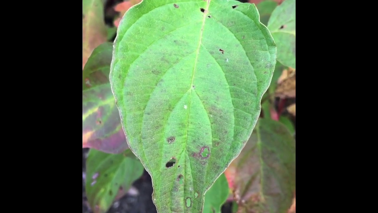 Cornus sericea