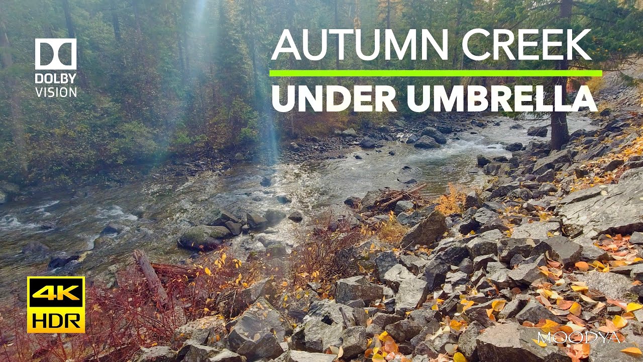 4K (HDR) Relaxing Autumn Forest Creek Sun Rays & Rain Sounds Under Umbrella