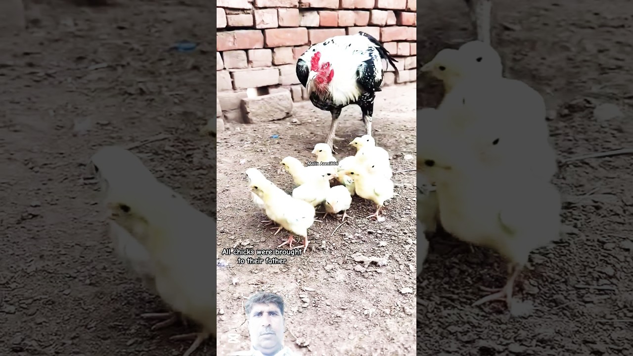 aseel murga feeding her chicks . اصيل ڪڪڙ ۽ ٻچا #aseelchiks #aseelmurga #feeding #birds #chicks #pet