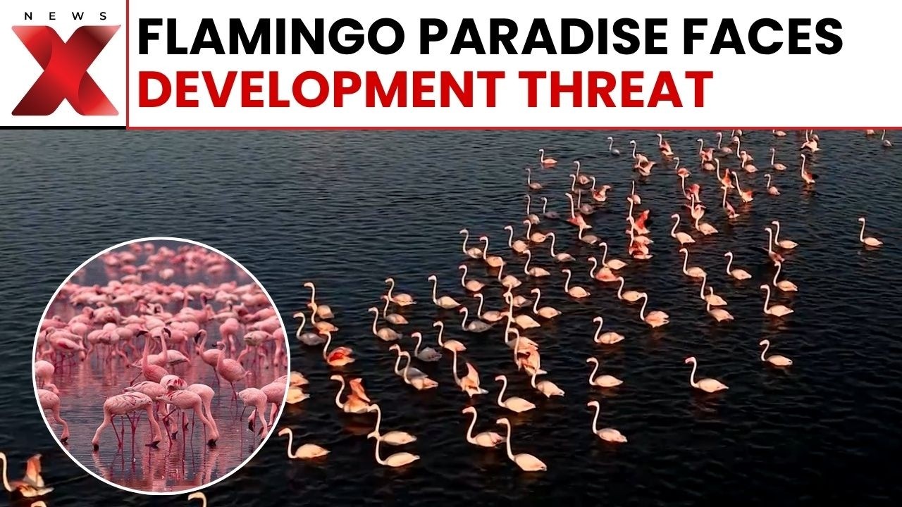 Stunning Flamingo Drone Views Spark Debate Over Albania Luxury Resort Project | NewsX