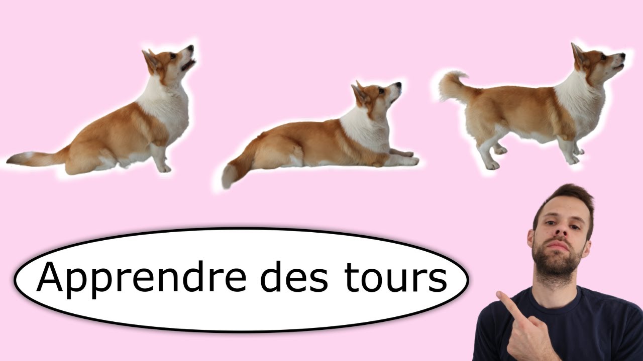 Apprendre des tours à son chien (démarche réutilisable pour tout)