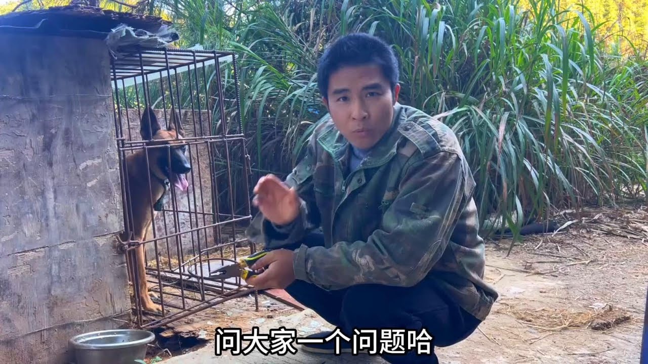 花2600买了2条狗，打算自繁自养生小狗崽，800一只贵吗 #抖音商城 #狗 #新农人计划 #三农流量扶持计划