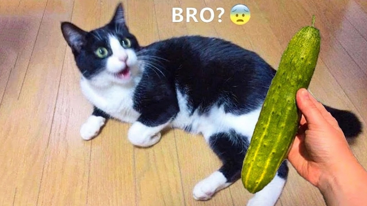 Estos animales divertidos son la mejor medicina para un mal día 😆