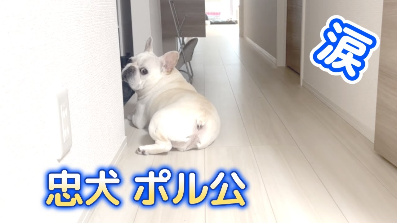 会いたいのに会えない…大切な友達を待ち続け、ついに感動の再会！？【フレンチブルドッグ frenchbulldog】