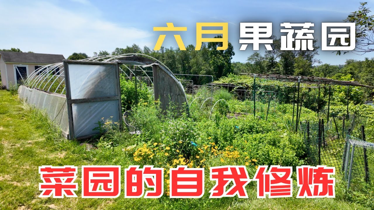 菜园一个多月没有打理，会变成什么样子？疯狂的六月果蔬园