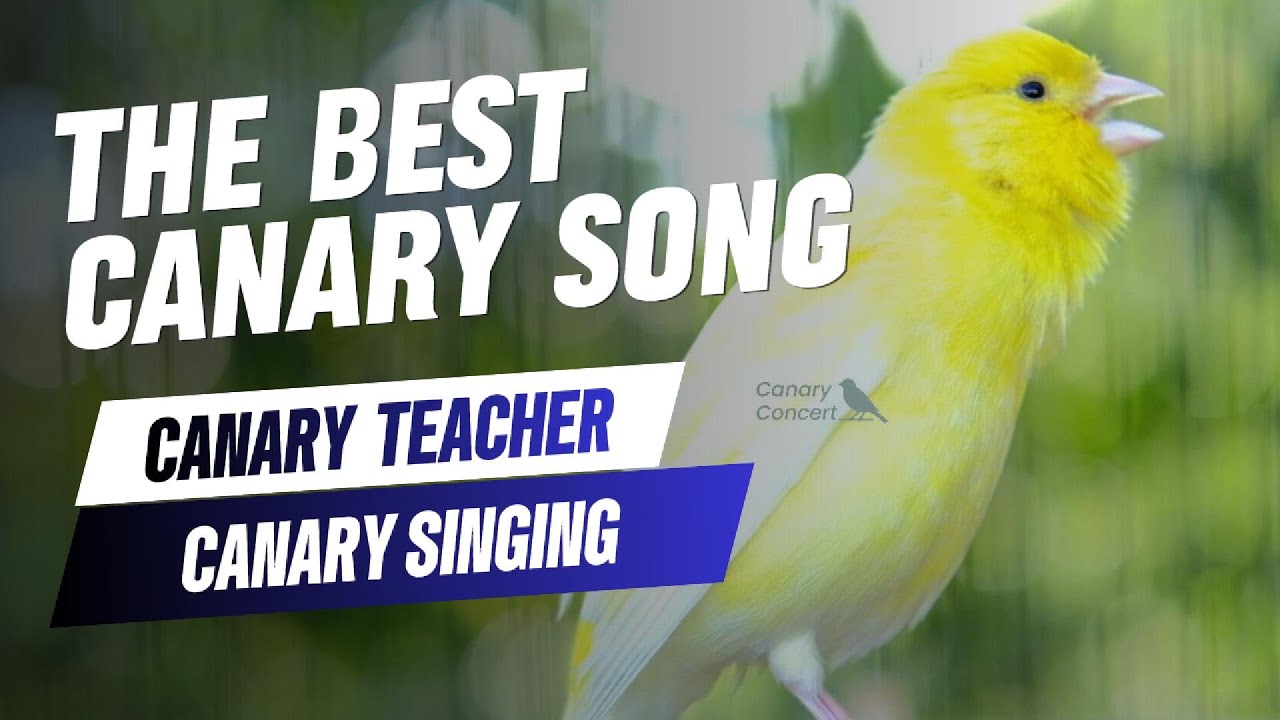 The Best Canary Sound | Your Canary calls and tempts all the canaries to sing | Canary training song