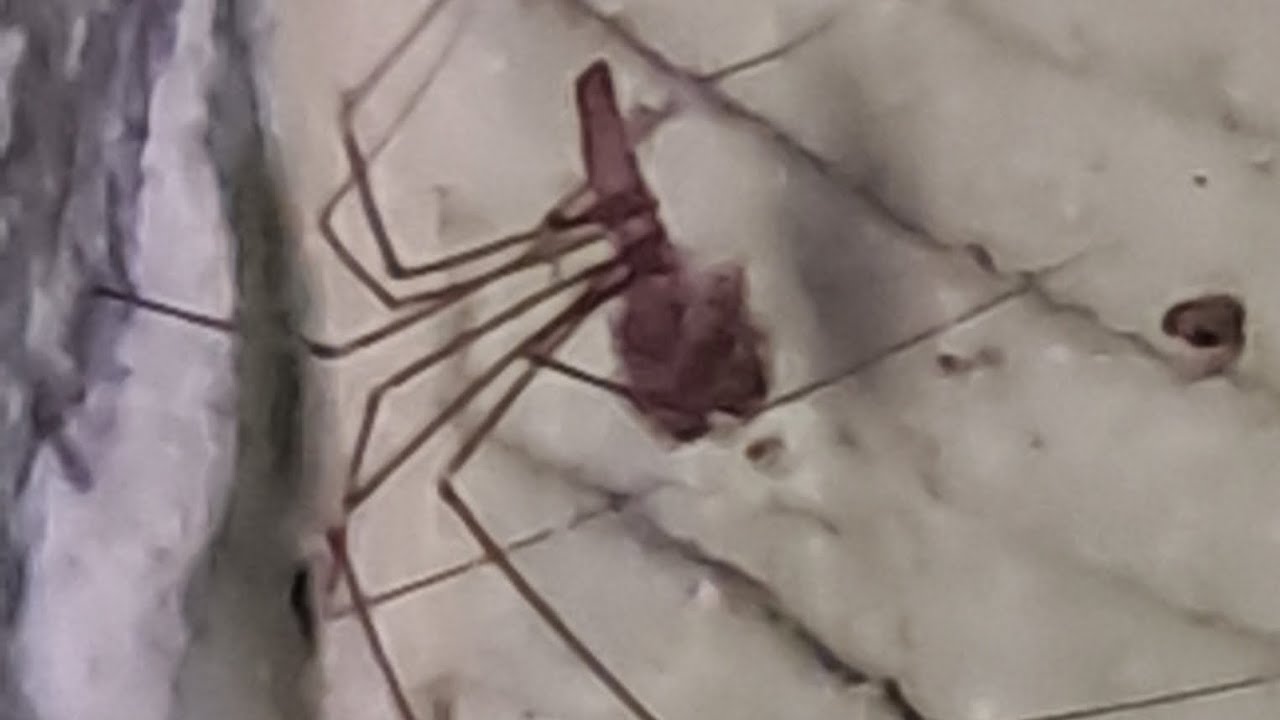 Quanto mais aranhas benéficas nascem nos quintais de nossas casas, mais nossas casas ficam seguras. 