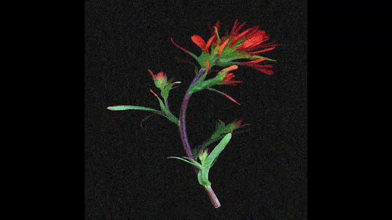 (FREE) Arsaphe x AAMO Type Beat - 
