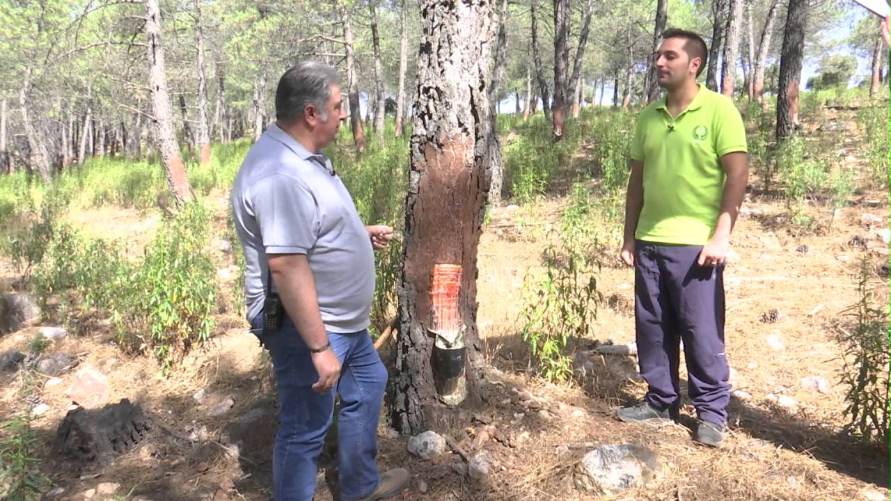 Resinación por Revica en el Parque Natural de Despeñaperros Parte 2
