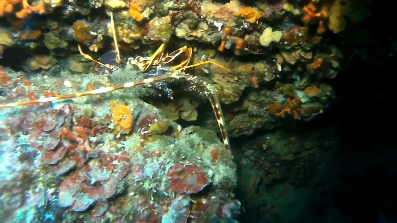 RESERVA MARINA CABO TIÑOSO - El Muellecico