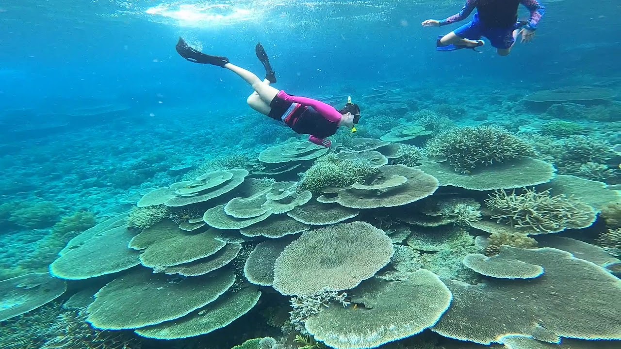 DUMAGUETE/APO ISLAND TOUR/SNORKELING