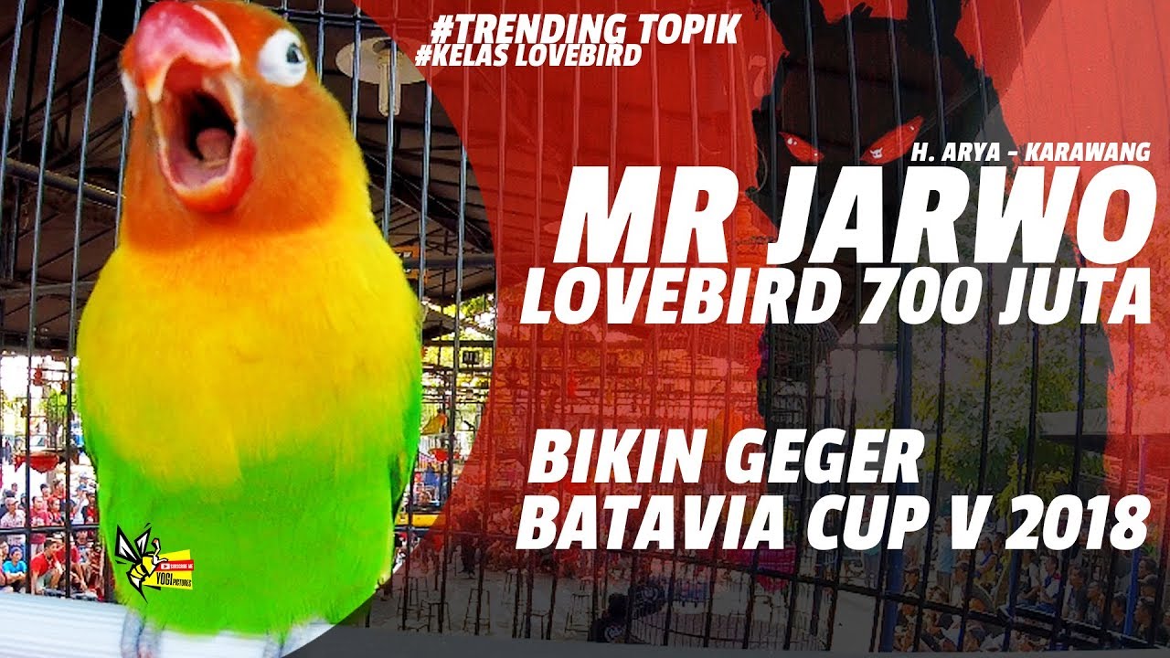 BATAVIA CUP V 2018 : BIKIN GEGER ! LOVEBIRD 700 JUTA, JARWO KONSLET JADI TONTONAN PESERTA