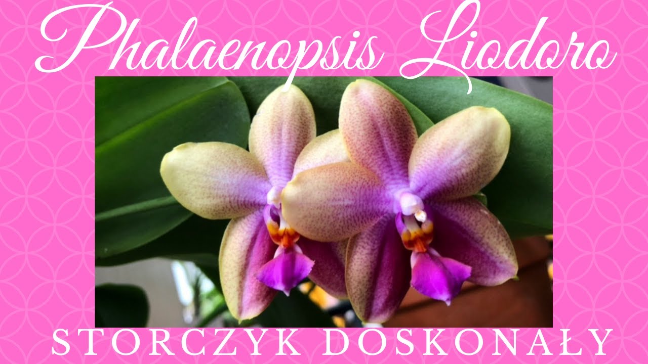 Phalaenopsis Sweet Memory Liodoro - storczyk doskonały, który kwitnie prawie cały rok.