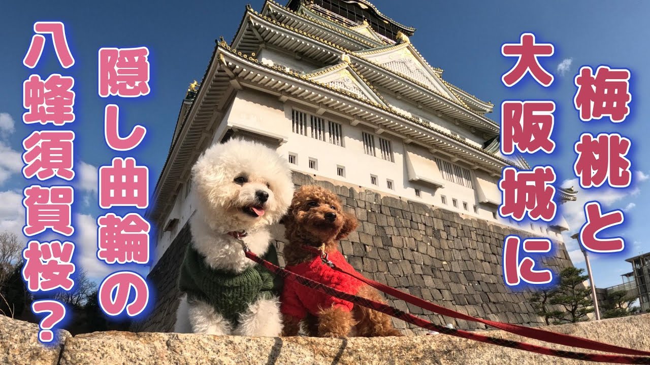 【愛犬との旅】ビションフリーゼの桃とトイプードルの梅と一緒に大阪城に行きました（その１・偶然に隠し曲輪で満開の「蜂須賀桜」を見つけましたが蜂須賀桜って何？・大阪城の石垣についても勉強しました！）
